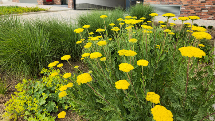 Kaster-Leverkusen-gartenpflege-1-2023